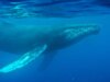 Il brano marino originale: gli scienziati scoprono il canto di balena più antico registrato, risalente al 1949.