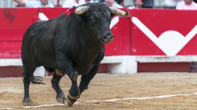 Toro-scalpitante.jpg